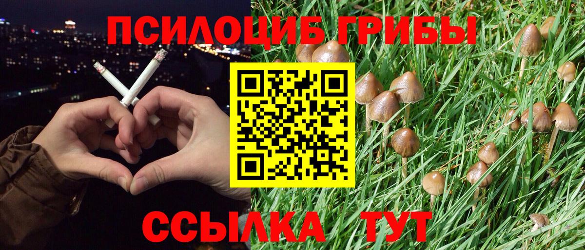 Галлюциногенные грибы Psilocybine cubensis Красногорск